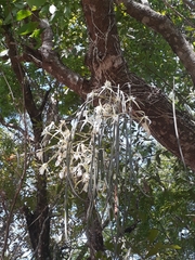 Brassavola tuberculata