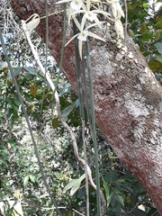 Brassavola tuberculata