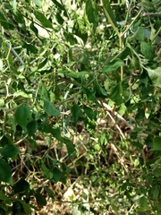 Capsicum annuum glabriusculum