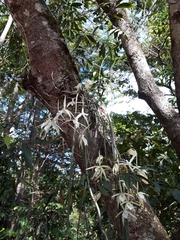 Brassavola tuberculata