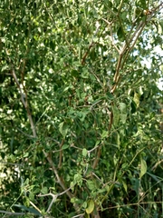 Capsicum annuum glabriusculum