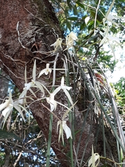 Brassavola tuberculata