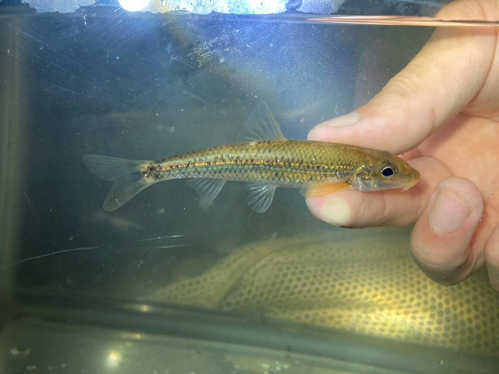 Gravel Chub