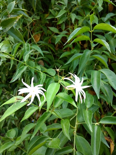 Foto de Jasmim-estrela
