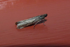 Pyla fusca