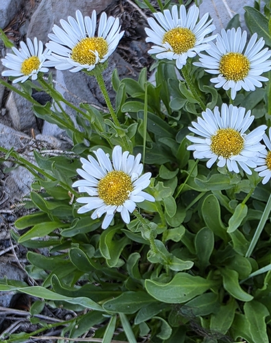 Cascade Fleabane (Erigeron cascadensis)