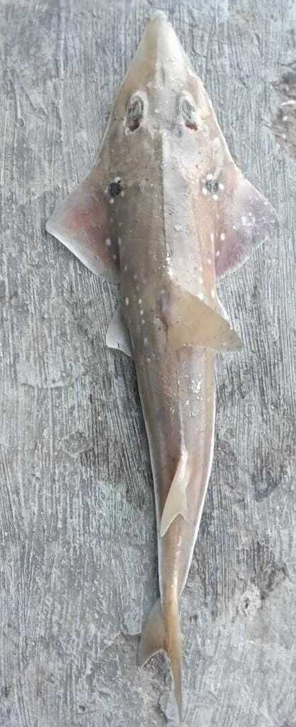 Eyebrow Wedgefish