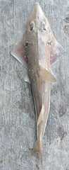 Eyebrow Wedgefish photo 1