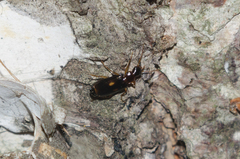 Dromius fenestratus