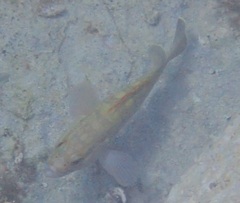 Dusky grouper