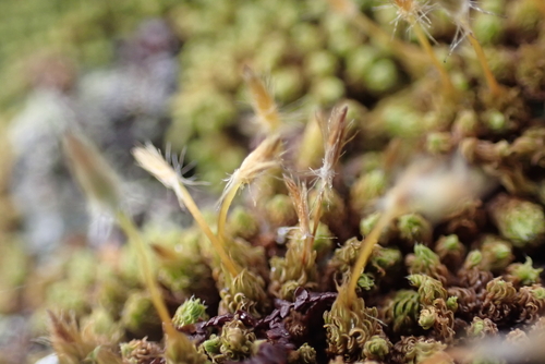 Macromitrium piliferum, 2025-07-10