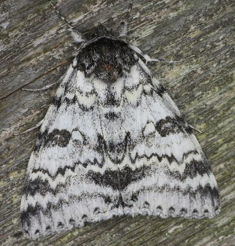 Photo of White Underwing (Catocala relicta)