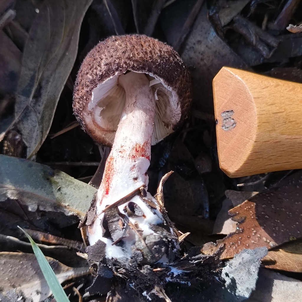Lepiota discolorata · July 2025 · photo: © zedt (iNaturalist, cc-by)