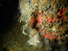 Amphimedon trindanea