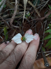 Dalechampia caperonioides