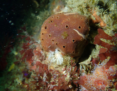 Amphimedon trindanea