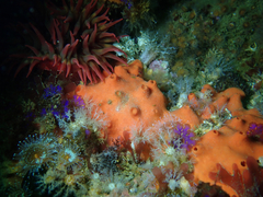 Acarnus erithacus