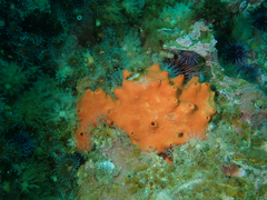 Acarnus erithacus
