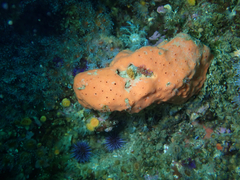 Dragmacidon mexicanum