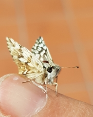 Heliopetes americanus bellatrix