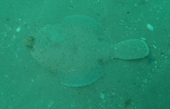 Pleuronichthys decurrens