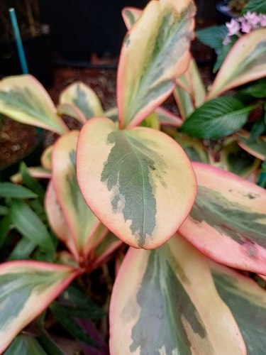 Peperomia clusiifolia 'Tricolor'