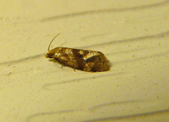 Gynnidomorpha romonana