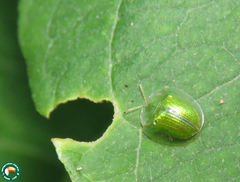 Plagiometriona herbea