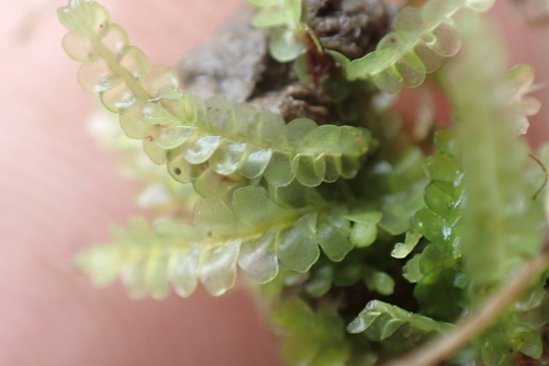 Notoscyphus lutescens, 2025-07-10