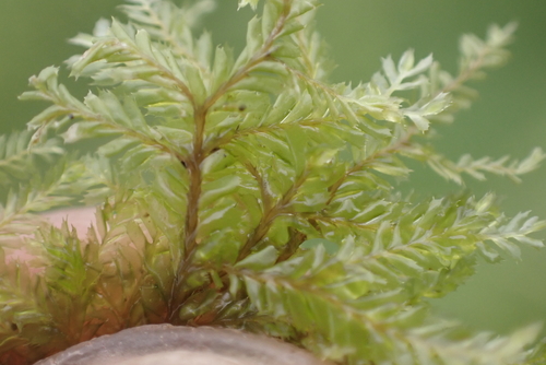 Plagiochila mauiensis observed 2025-07-10