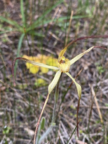 Primrose Spider Orchid (Caladenia xantha)