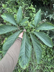 Sauromatum venosum, photograph (c) payalm, some rights reserved (CC BY)