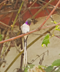Thaumastura cora