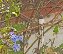 Thaumastura cora