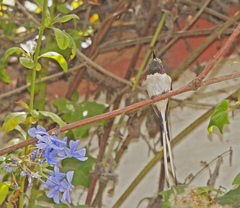 Thaumastura cora