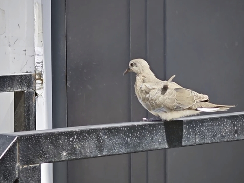Eurasian Collared-Dove