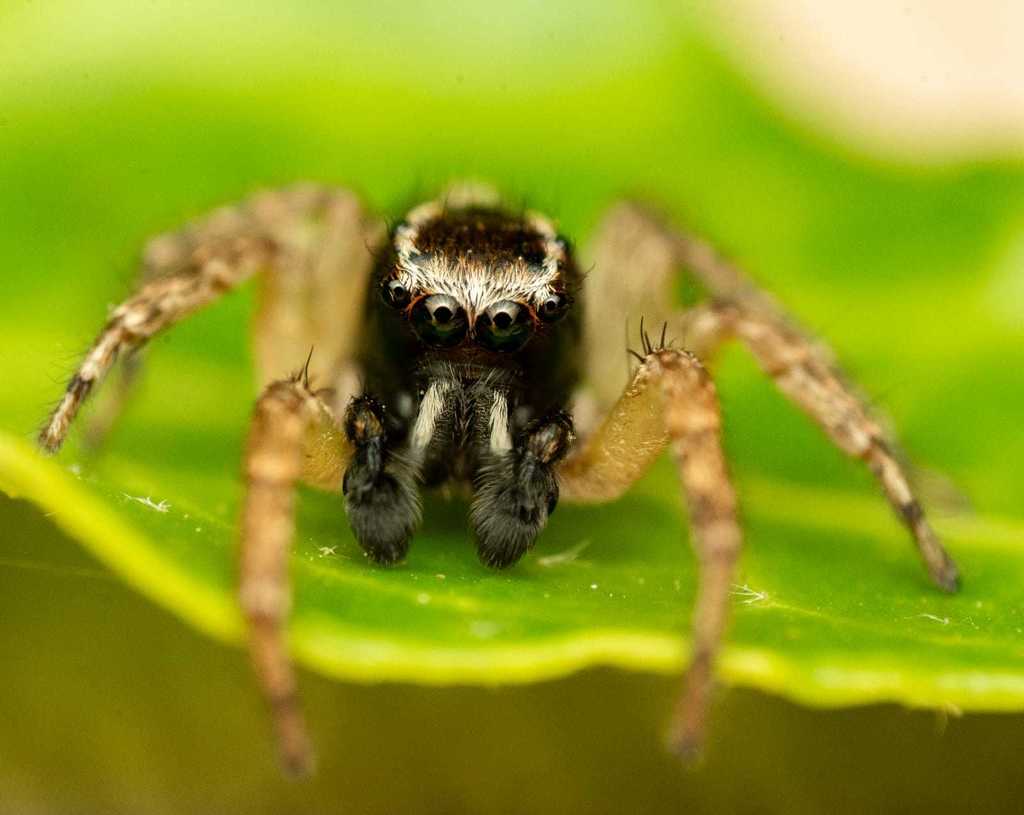 Aphirape flexa