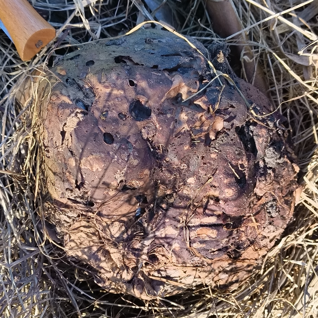 Calvatia · July 2025 · photo: © zedt (iNaturalist, cc-by)