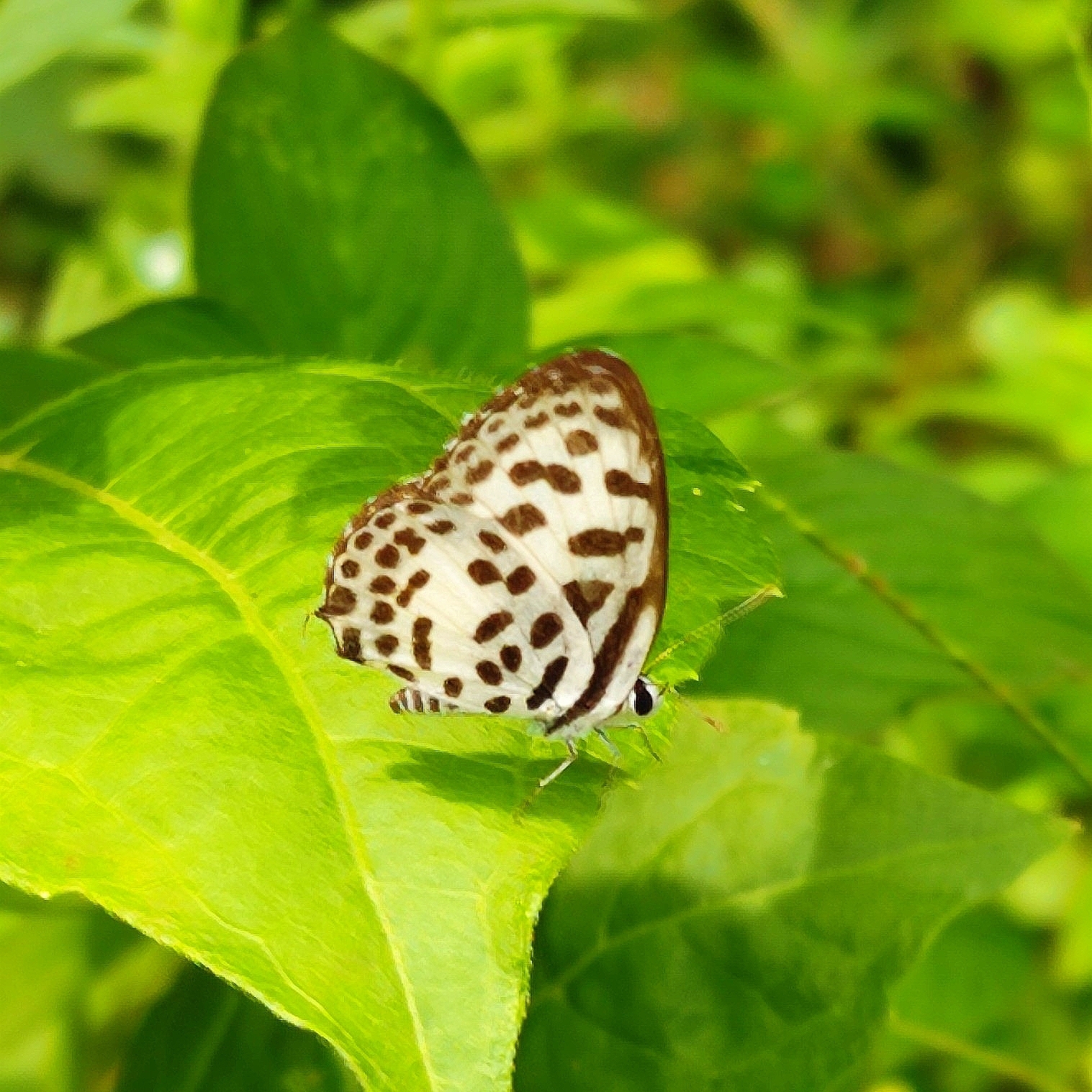 Common Pierrot