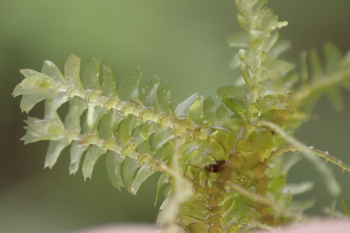 Bazzania emarginata observed 2025-07-10
