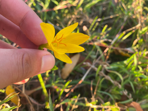 Zephyranthes citrina, 2025-07-15