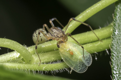 Scytodes pallida