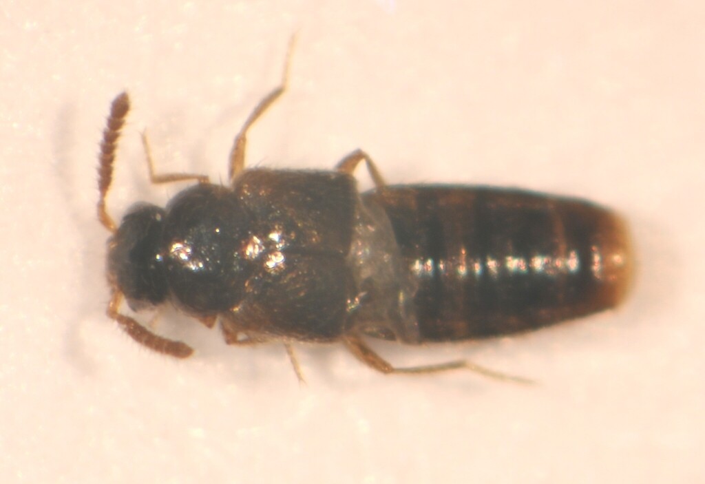 Gyrophaena poweri