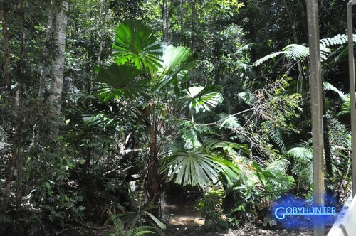 Fan palm (Licuala ramsayi)