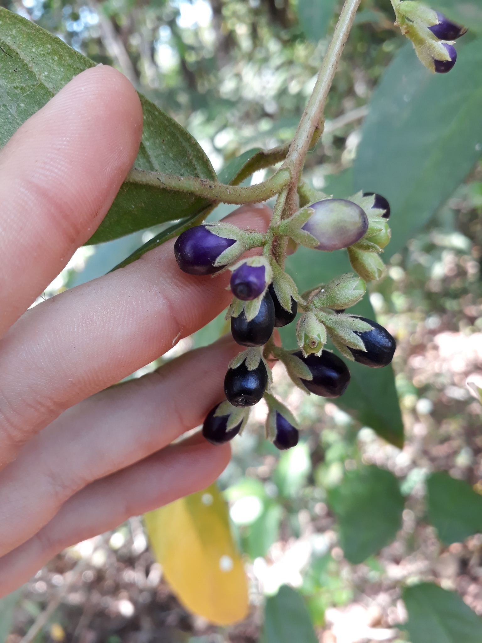 Coerana (Cestrum strigilatum) · BioDiversity4All