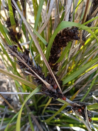 Gahnia aspera observed 2025-07-16