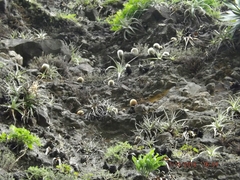 Mammillaria spinosissima spinosissima