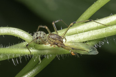 Scytodes pallida