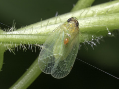 Kallitaxila granulata