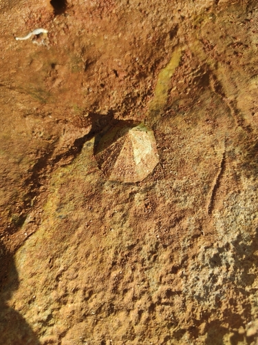 Patella caerulea